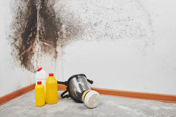 Best Toxic Mold Removal  in Mount Vernon, KY