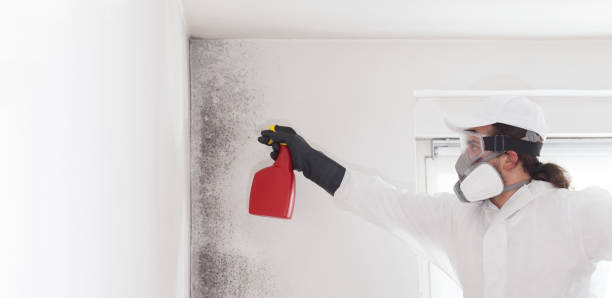 Best Crawl Space Mold Removal  in Mount Vernon, KY