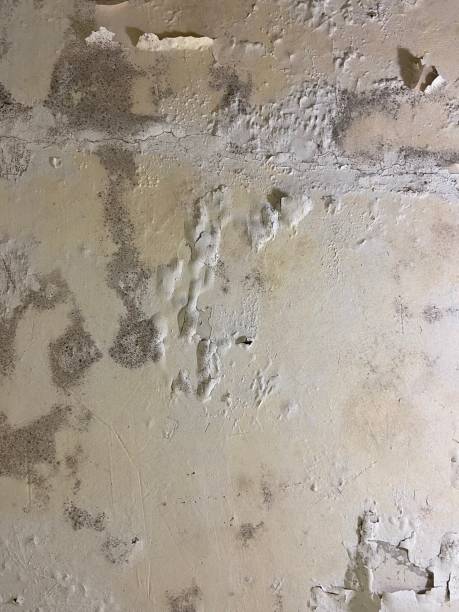 Best Black Mold Removal  in Mount Vernon, KY