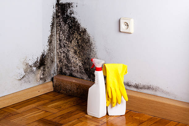 Best Residential Mold Removal  in Mount Vernon, KY