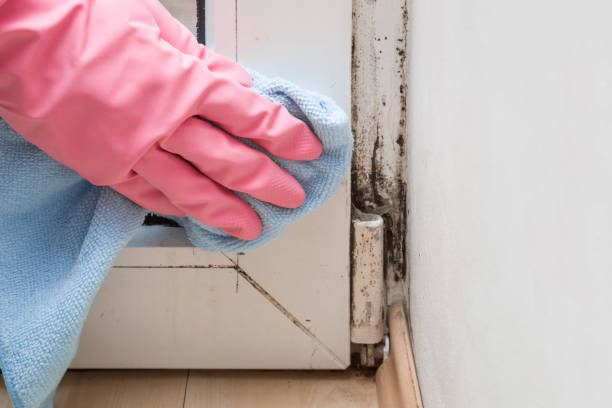 Best Best Mold Removal Companies  in Mount Vernon, KY
