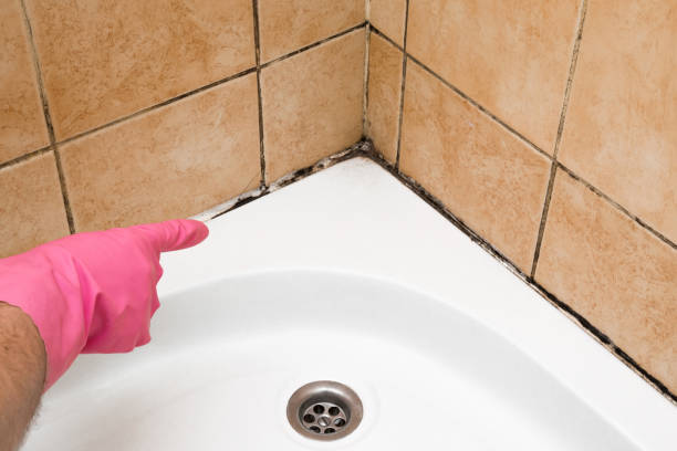 Best Mold Remediation Services  in Mount Vernon, KY